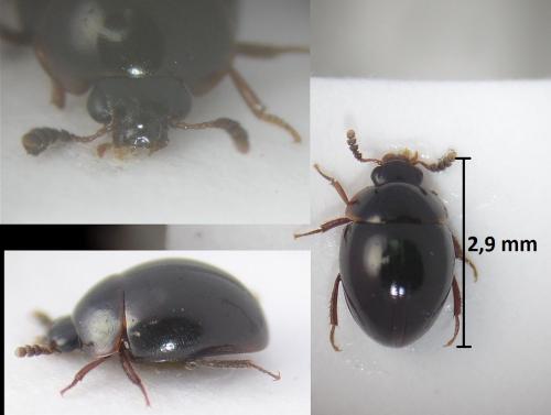 Anisotoma orbicularis